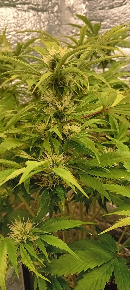 Grapefruit Auto. Week 10