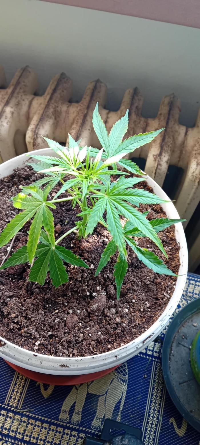 Mr.Dildos. Week 2