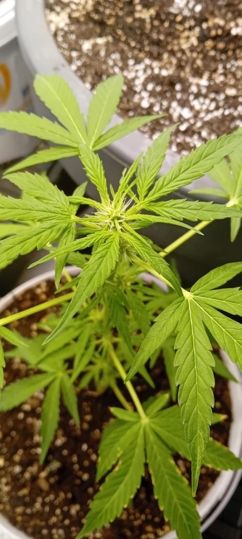 Mr.Dildos. Week 3