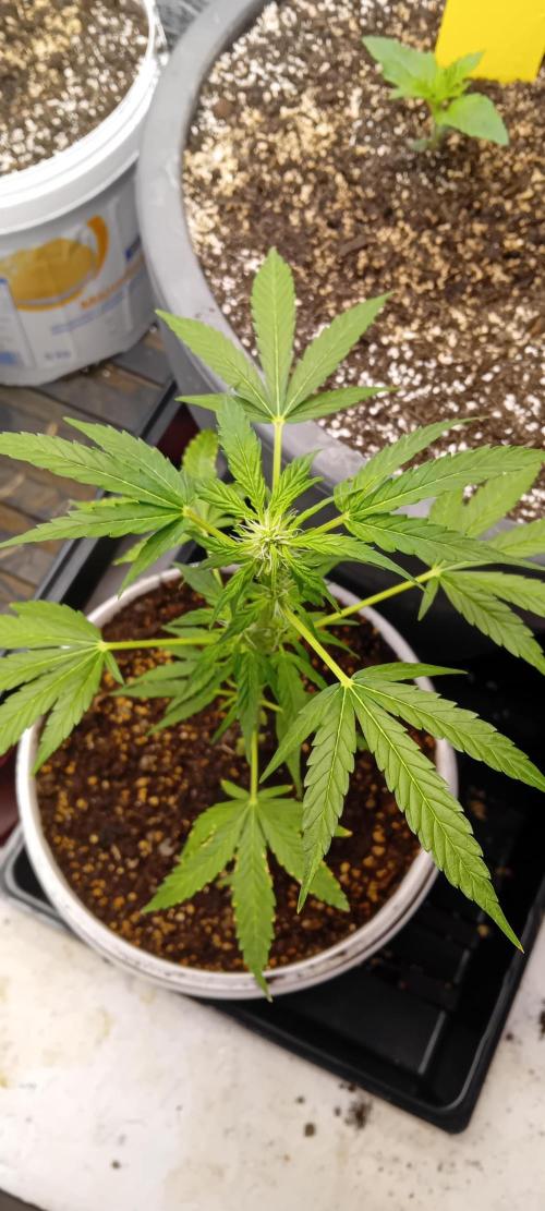 Mr.Dildos. Week 3
