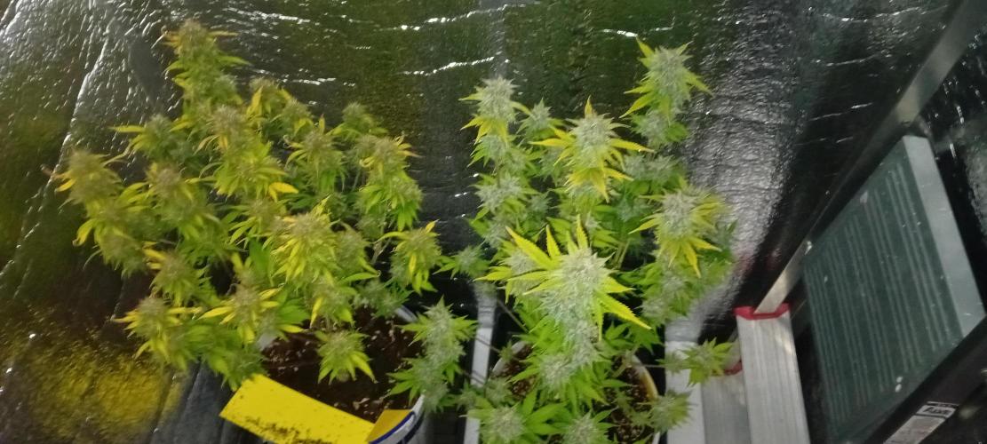 Shit off Voldemort Company. Week 13