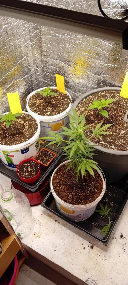 První FOTO pod LED 👽💚👽. Week 2 - 3x blue gelato
1x klon Titan F1-pokus