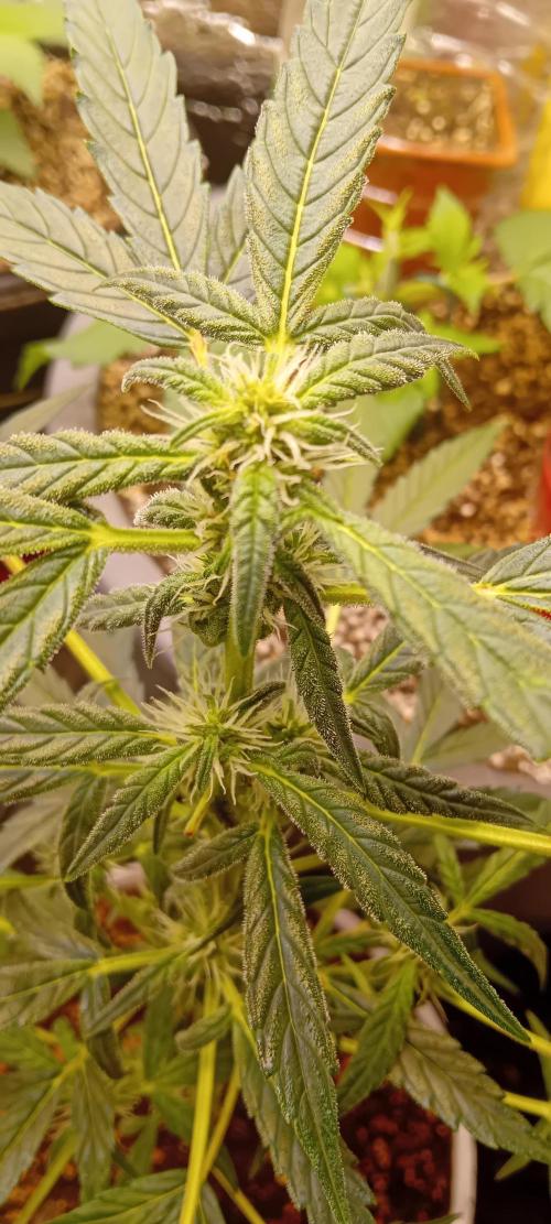 Mr.Dildos. Week 4