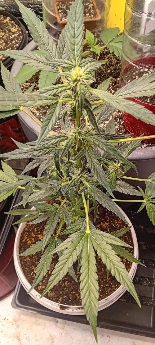 Mr.Dildos. Week 4