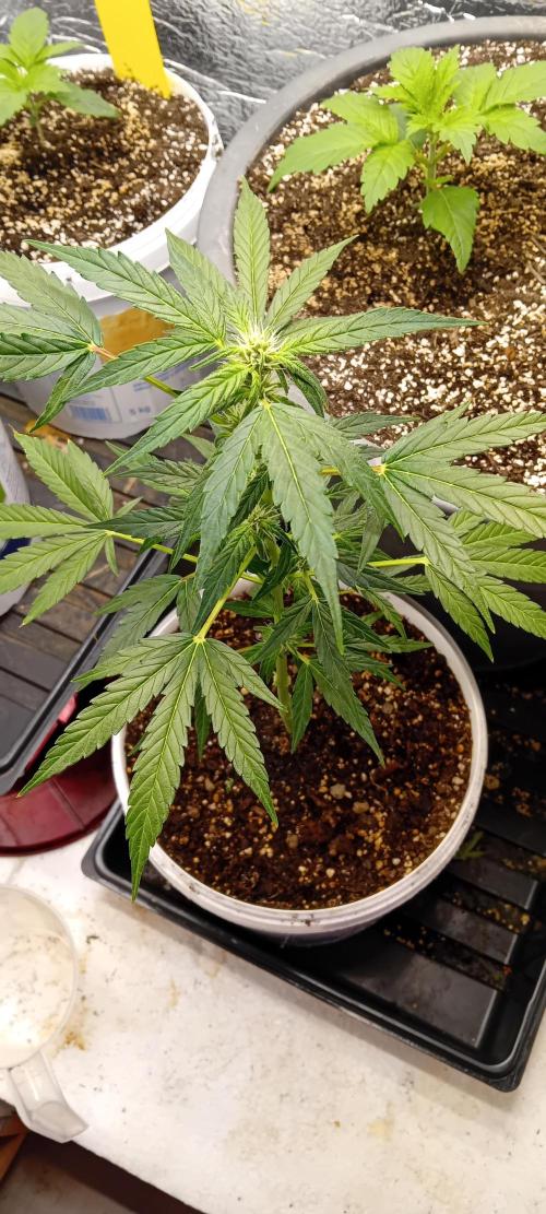 Mr.Dildos. Week 4