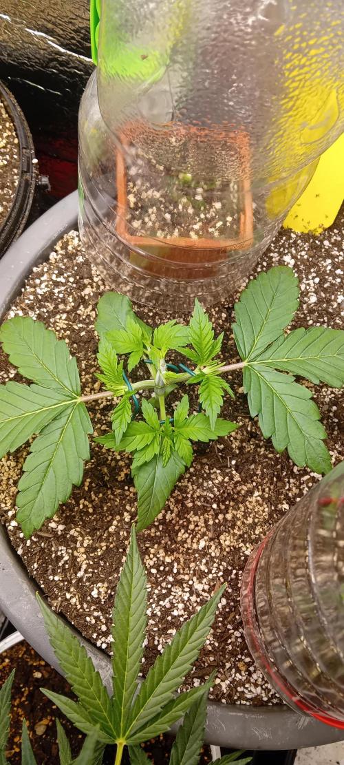 První FOTO pod LED 👽💚👽. Week 3