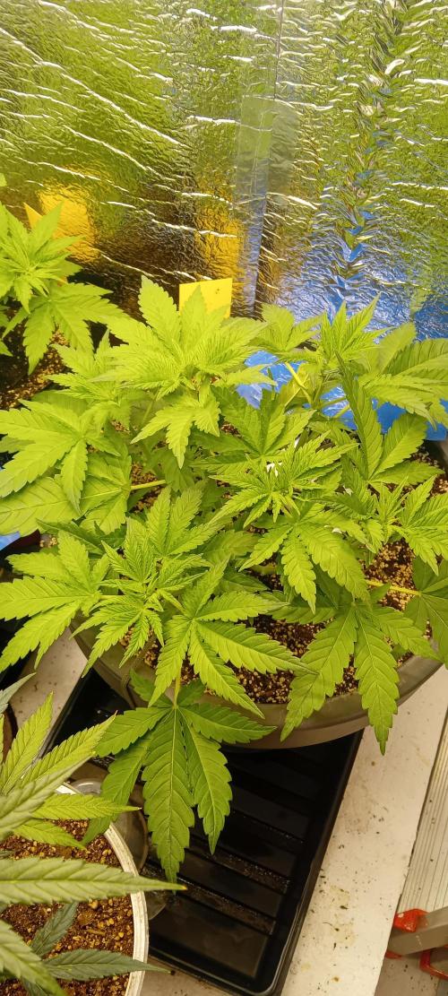První FOTO pod LED 👽💚👽. Week 4