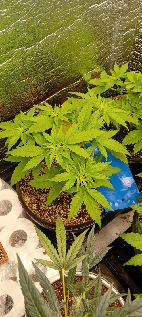 První FOTO pod LED 👽💚👽. Week 4