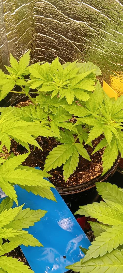 První FOTO pod LED 👽💚👽. Week 4