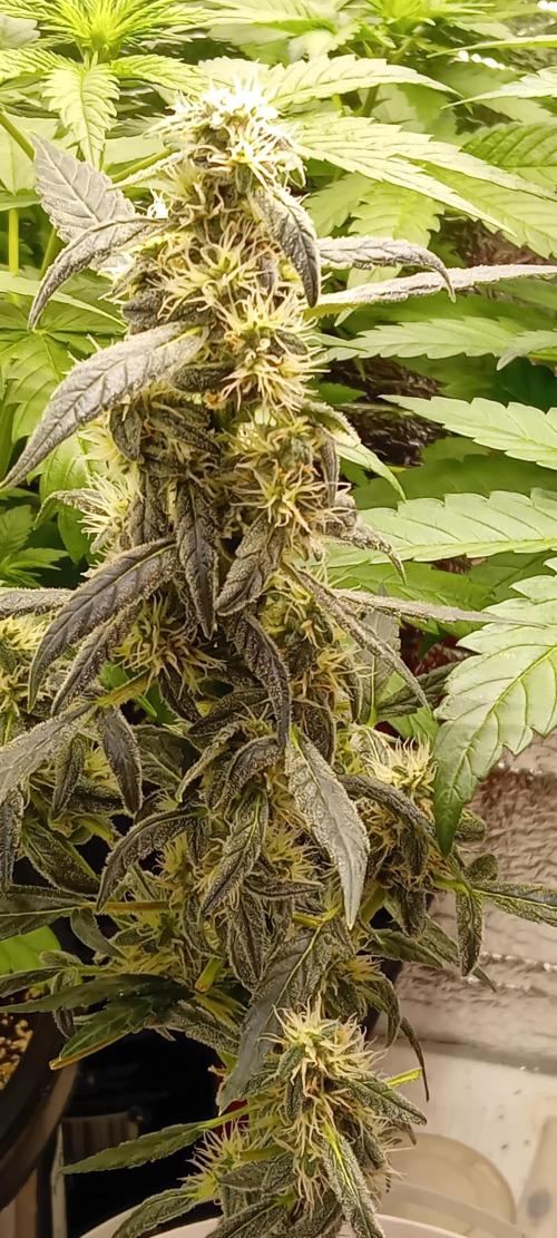 Mr.Dildos. Week 5