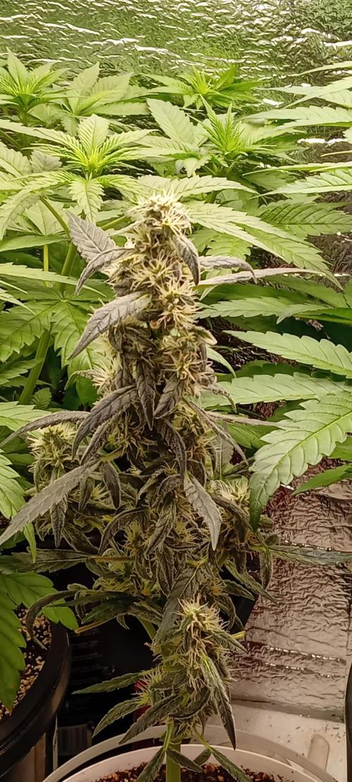 Lightmix. Week 5