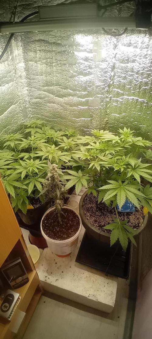 První FOTO pod LED 👽💚👽. Week 5