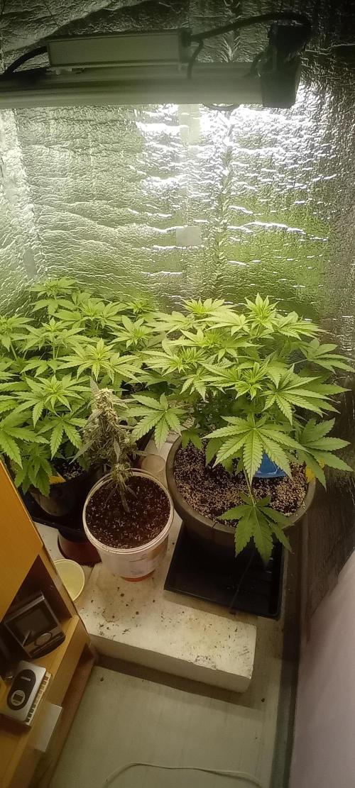 První FOTO pod LED 👽💚👽. Week 5