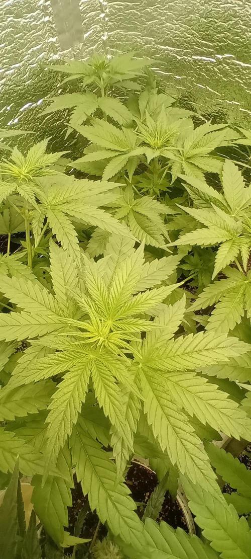 První FOTO pod LED 👽💚👽. Week 5