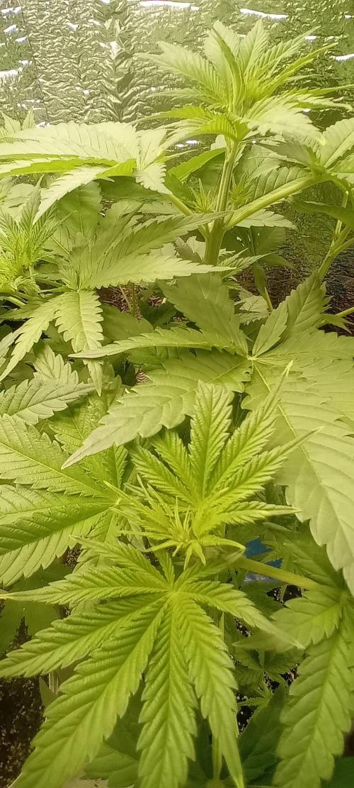První FOTO pod LED 👽💚👽. Week 5