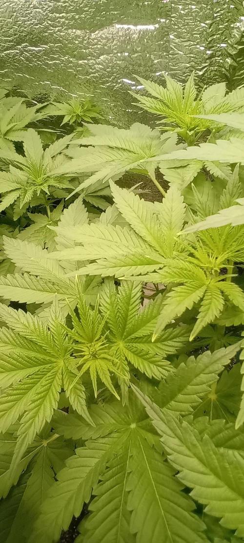 První FOTO pod LED 👽💚👽. Week 5