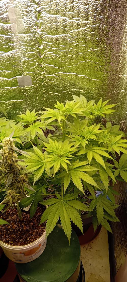 První FOTO pod LED 👽💚👽. Week 5