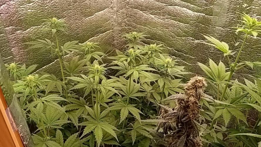 První FOTO pod LED 👽💚👽