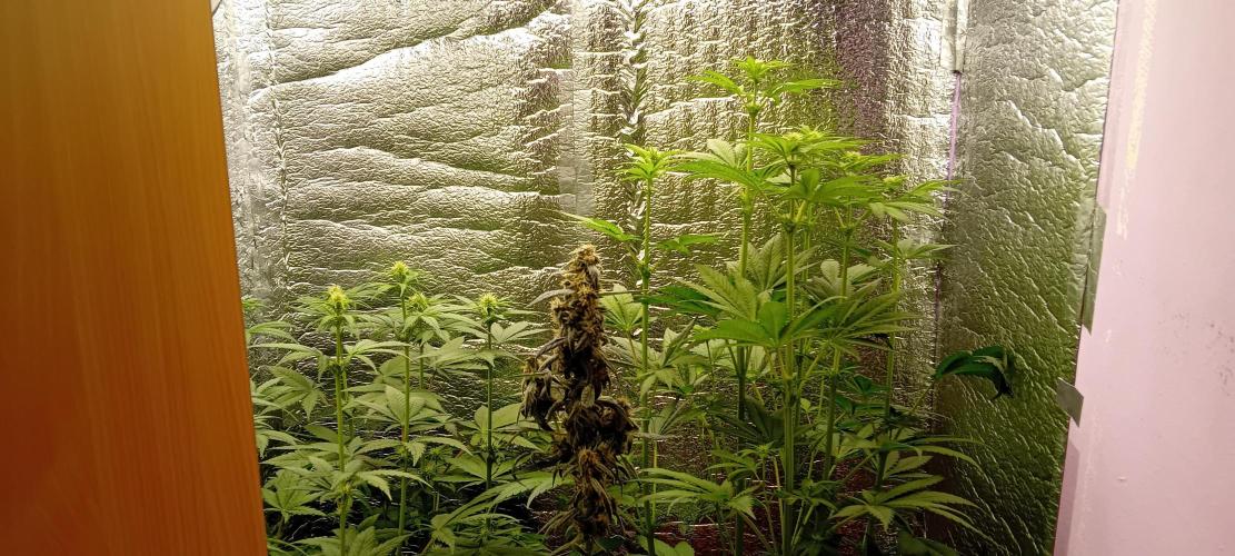 První FOTO pod LED 👽💚👽. Week 6