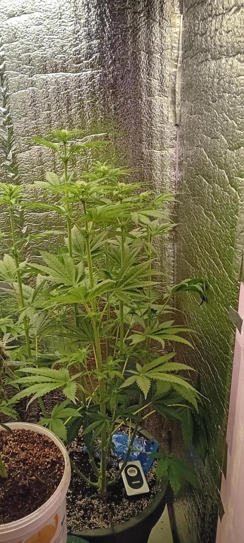 První FOTO pod LED 👽💚👽. Week 6