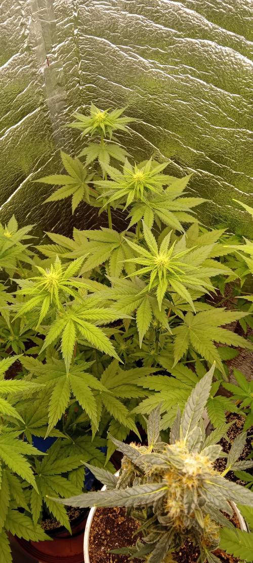 První FOTO pod LED 👽💚👽. Week 6