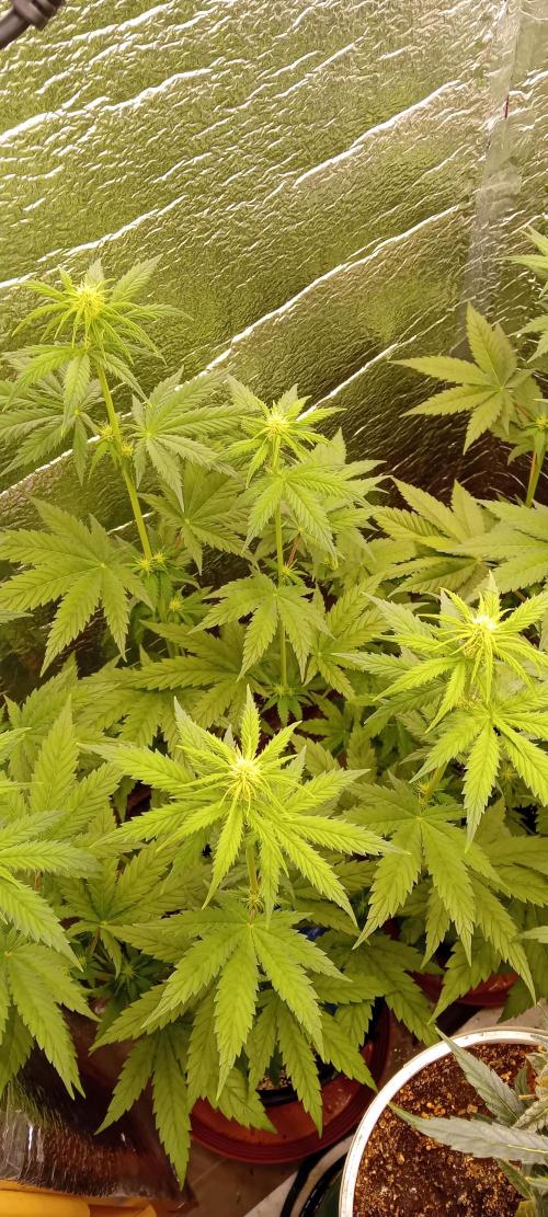 První FOTO pod LED 👽💚👽. Week 6