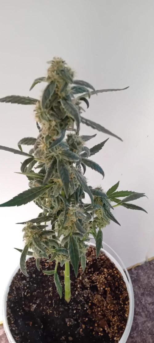 Mr.Dildos. Week 6