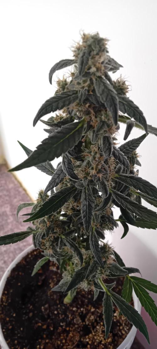 Lightmix. Week 6