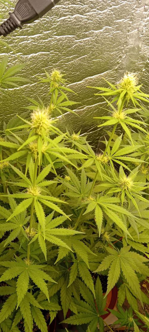 První FOTO pod LED 👽💚👽. Week 7