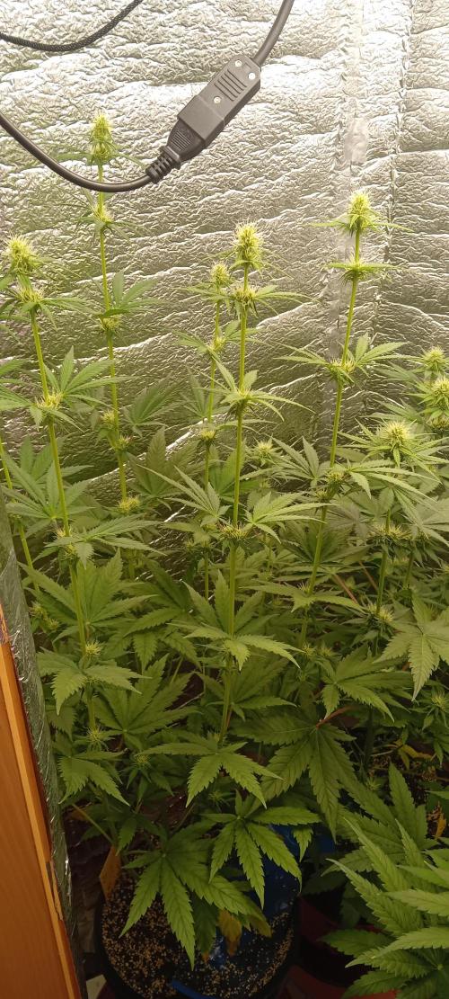 První FOTO pod LED 👽💚👽. Week 7