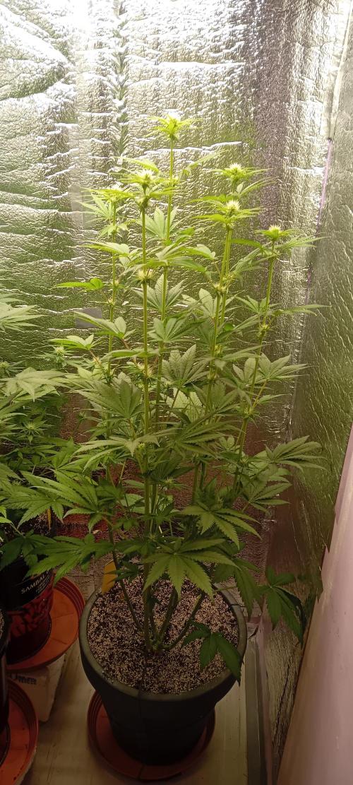 První FOTO pod LED 👽💚👽. Week 7