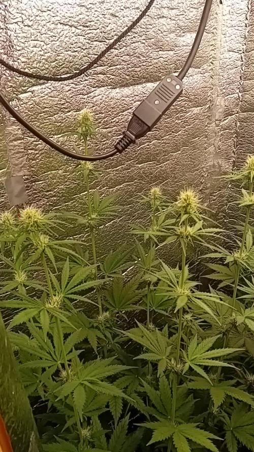 První FOTO pod LED 👽💚👽