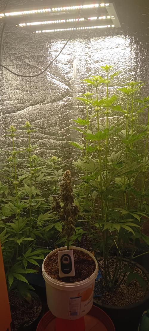 První FOTO pod LED 👽💚👽. Week 7