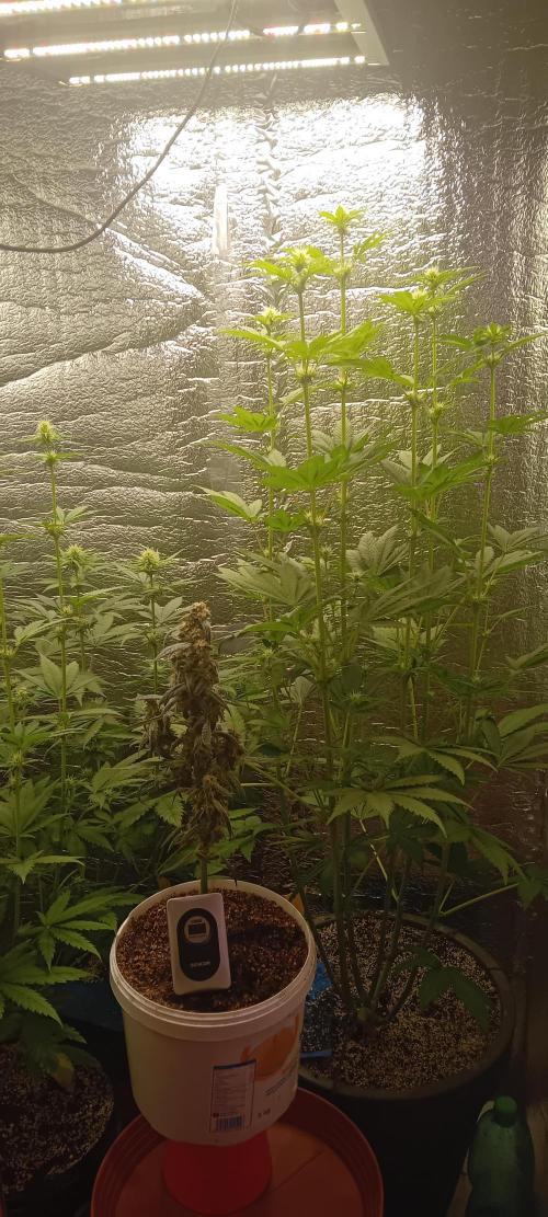 První FOTO pod LED 👽💚👽. Week 7
