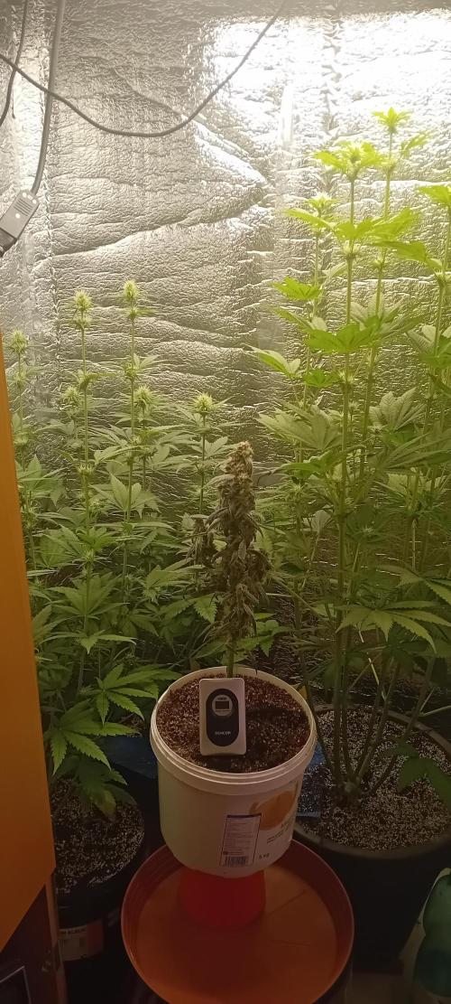 První FOTO pod LED 👽💚👽. Week 7