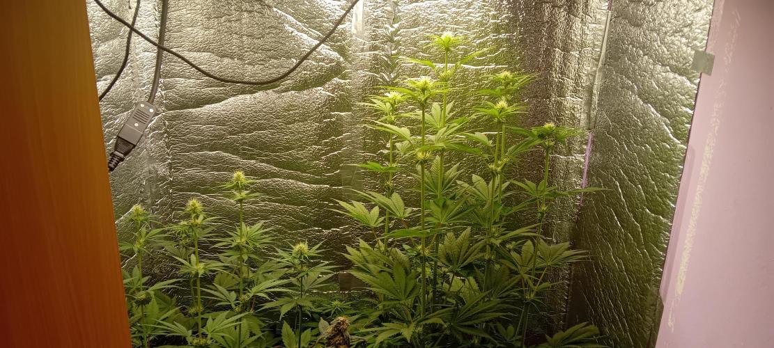 První FOTO pod LED 👽💚👽. Week 7