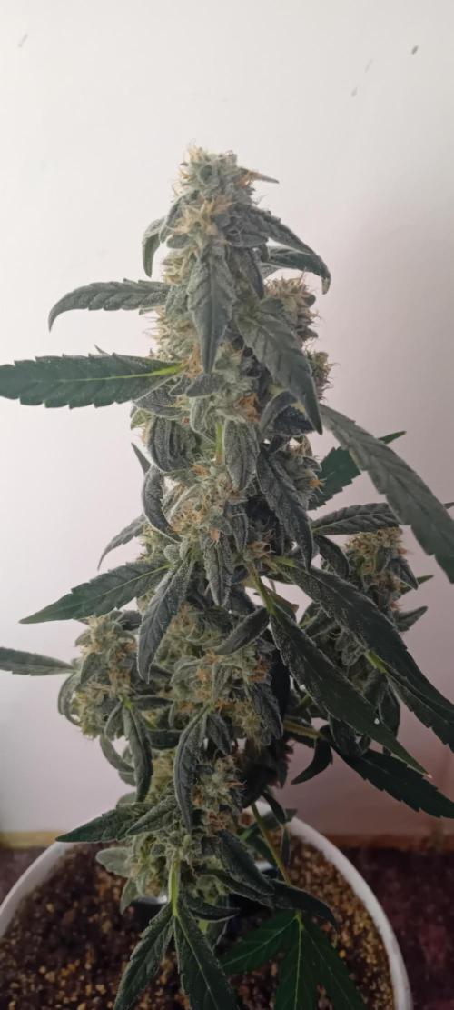 Mr.Dildos. Week 7