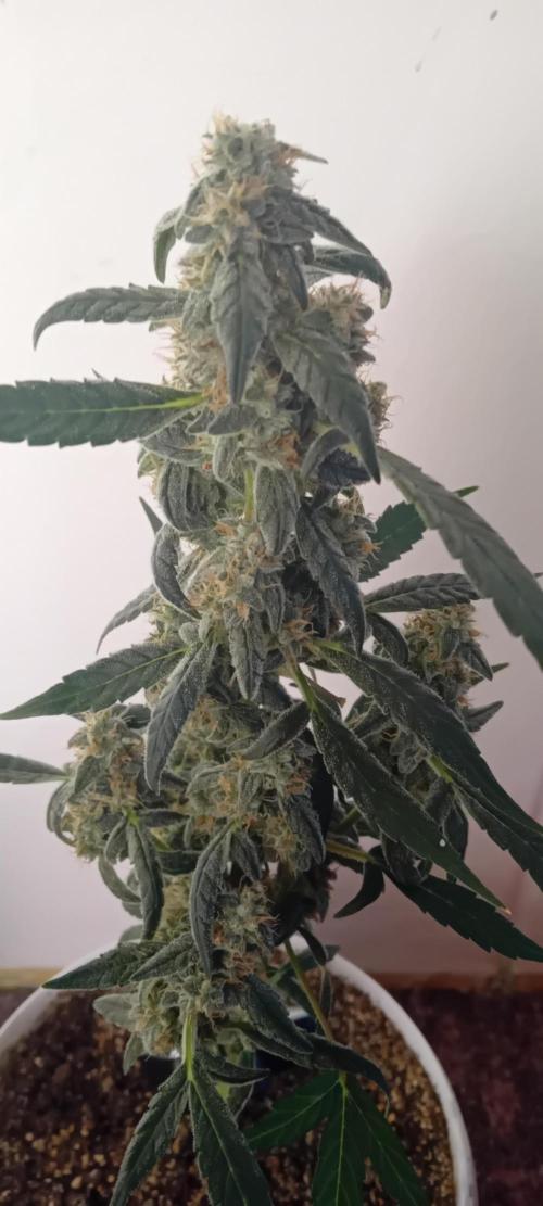 Mr.Dildos. Week 7