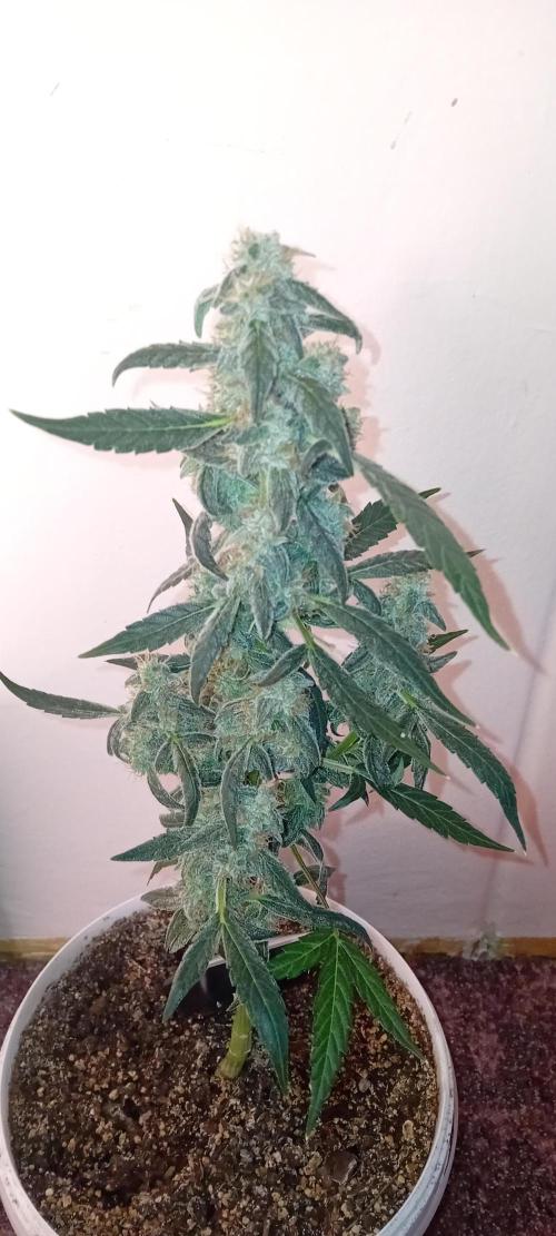 Mr.Dildos. Week 7