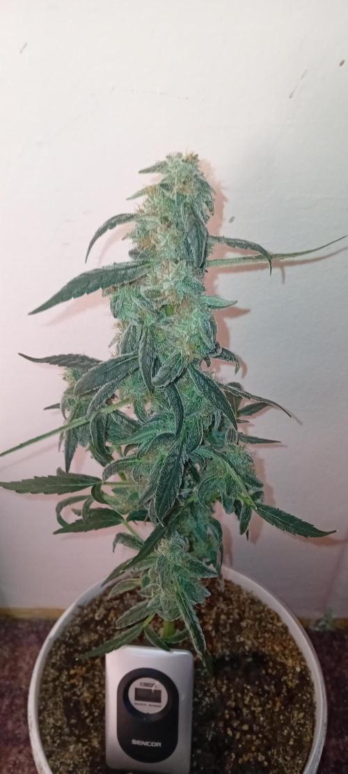Mr.Dildos. Week 7