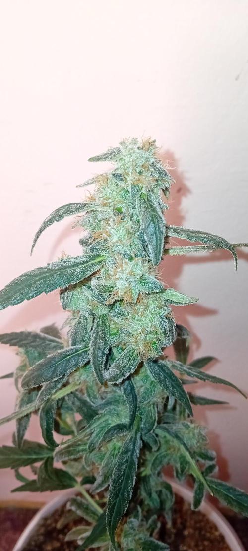 Mr.Dildos. Week 7