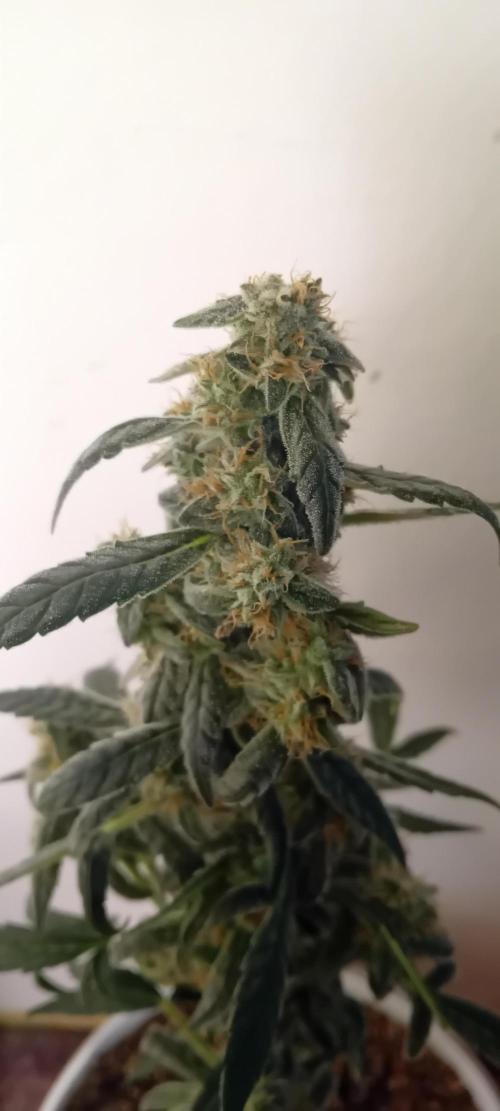Mr.Dildos. Week 7