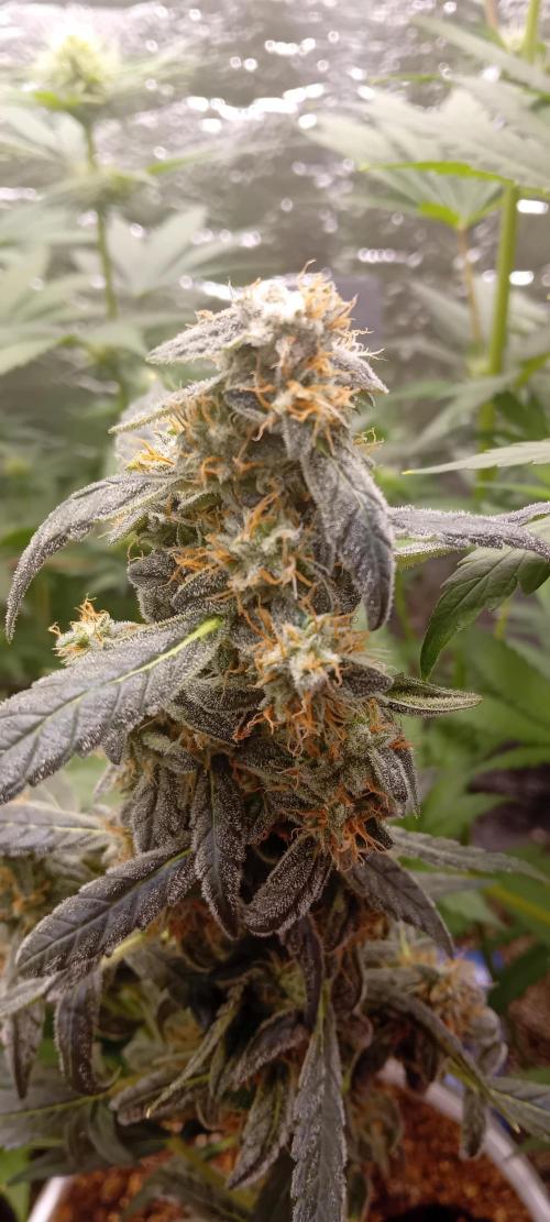 Mr.Dildos. Week 7