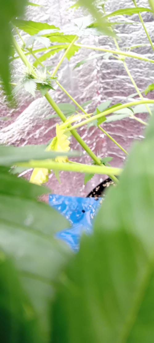 Lightmix. Week 5