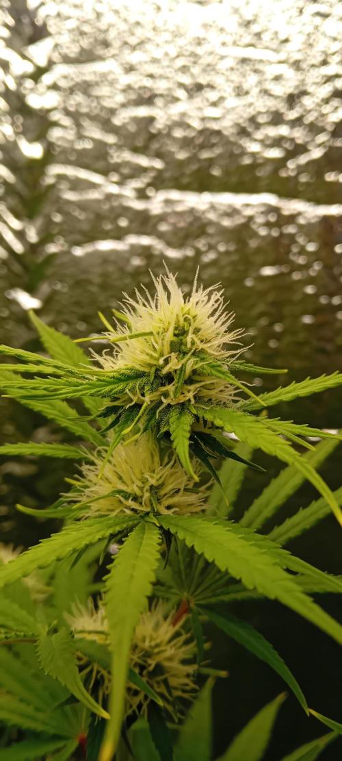 První FOTO pod LED 👽💚👽. Week 8