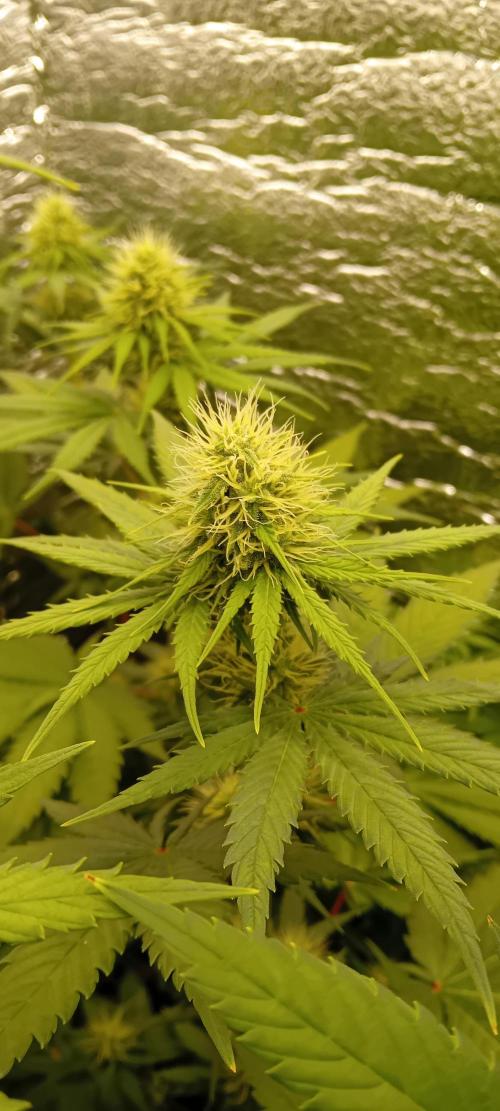 První FOTO pod LED 👽💚👽. Week 8