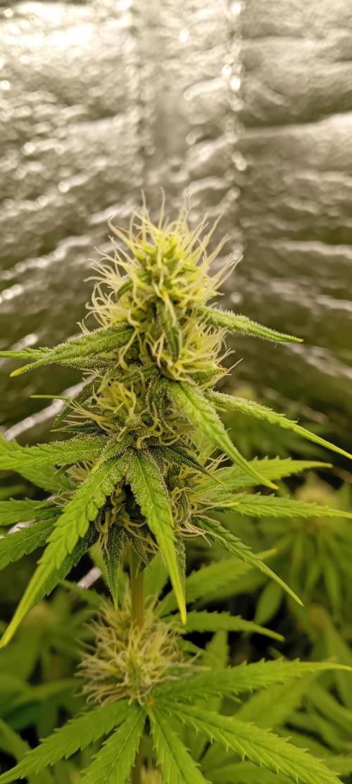 První FOTO pod LED 👽💚👽. Week 8