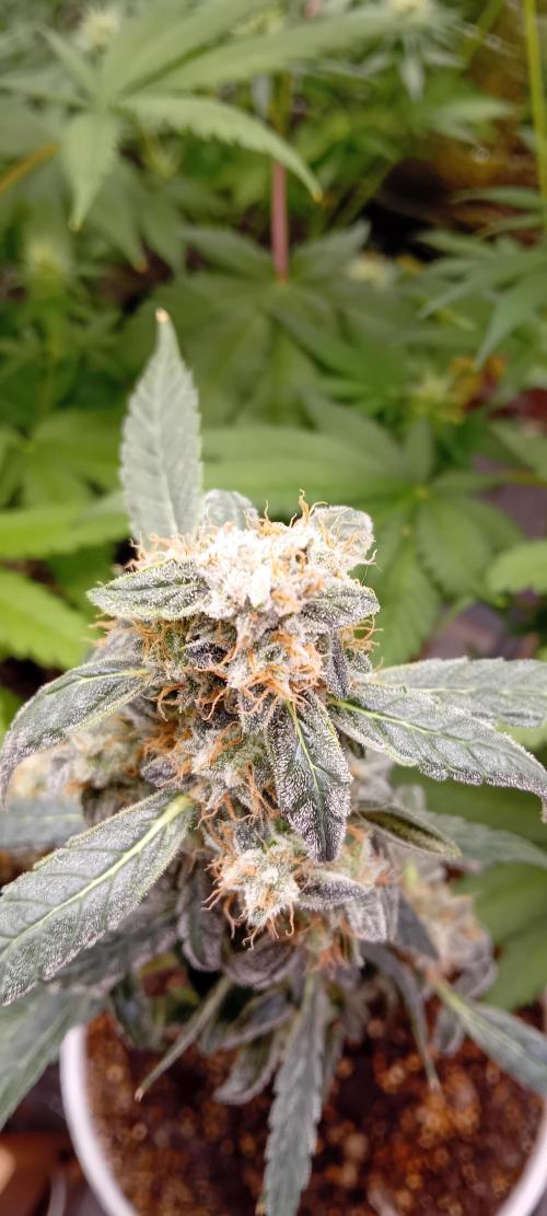 Mr.Dildos. Week 8