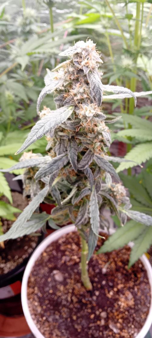 Mr.Dildos. Week 8