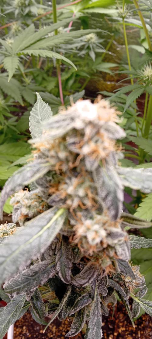 Lightmix. Week 8